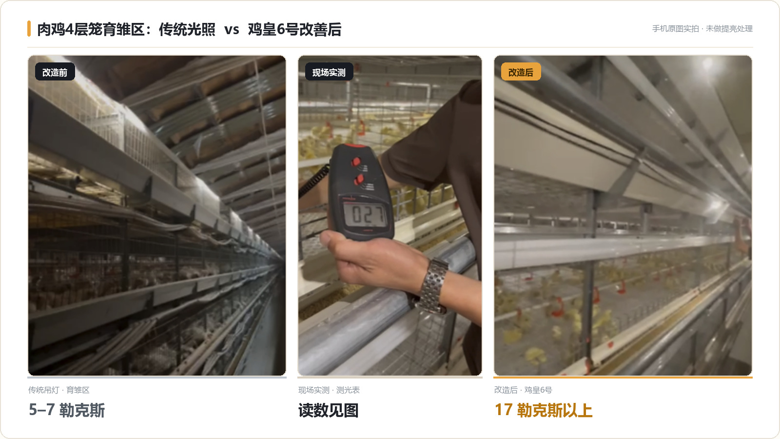 肉鸡4层笼育雏区光照实拍对比：传统吊灯环境下育雏区仅5-7勒克斯，鸡皇6号改善后达到17勒克斯以上